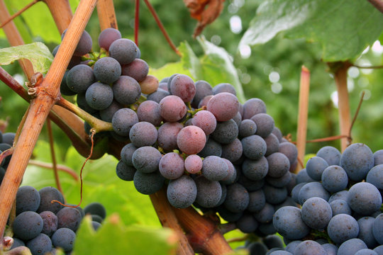 ripening grape clusters