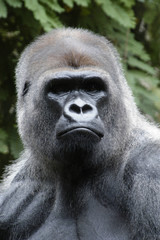 gorilla