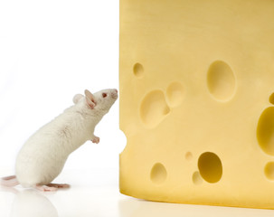 souris et fromage