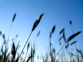 wheat grain 2