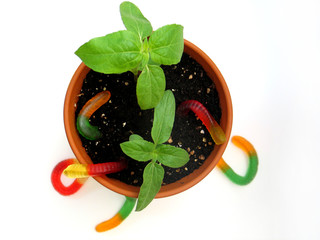 gummy worms in pot