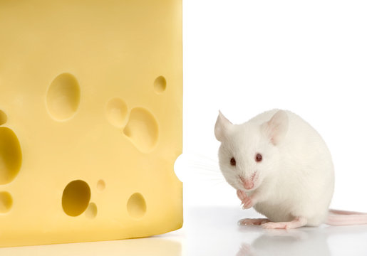 51 Best Souris Blanche Images Stock Photos Vectors Adobe Stock 51 Best Souris Blanche Images Stock Photos Vectors Adobe Stock