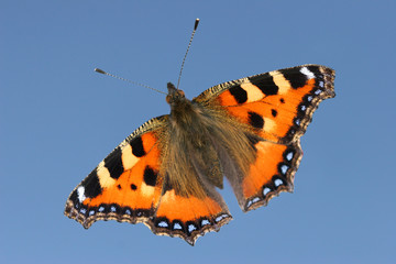 kleiner fuchs,schmetterling