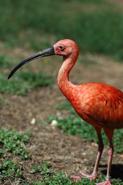 ibis rouge au zoo de la palmyre