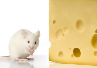 souris et fromage