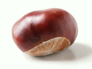 chestnut