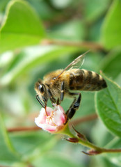bee