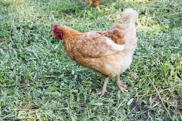 hen