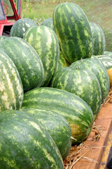 watermelons