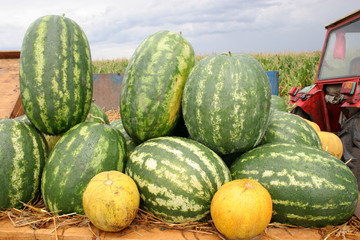 watermelons and cantaloupes