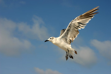 wings of flight