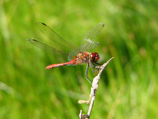 the dragonfly