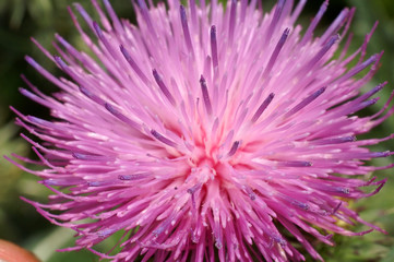 Obraz premium meduse