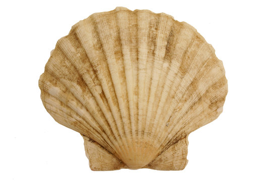 shell