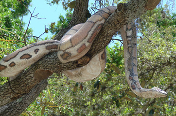 snake in tree