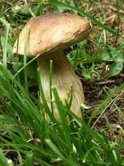 mushroom