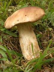 mushroom