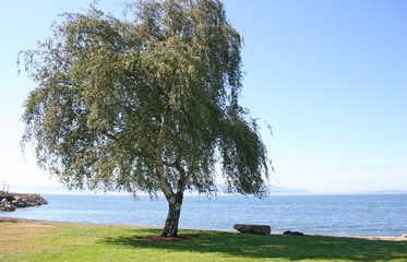 coastal tree 2