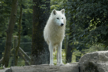 loup