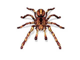 tarantula the spider