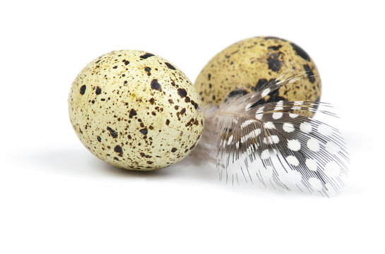 eggs and feather