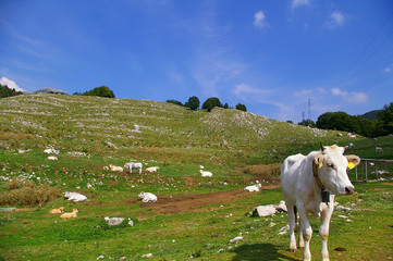 Fototapeta premium pasture