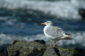 seagull looking at the waves