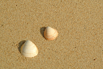 shells in the beach