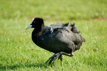 blässhuhn auf einer wiese