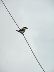 little bird on wire