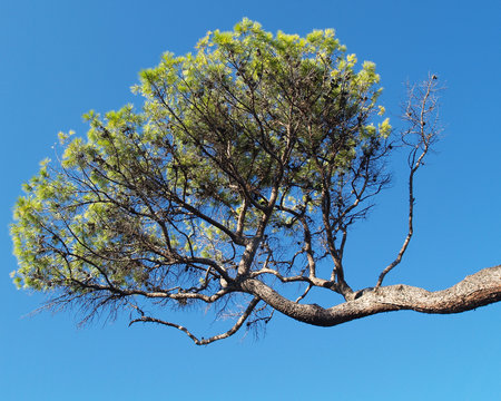 crooked pine tree