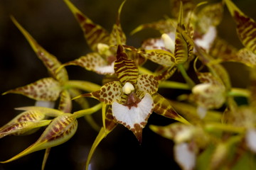 phyncholaelia orchid