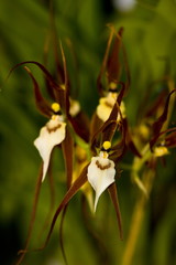 bassia orchid