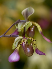 paphiopedilium orchid