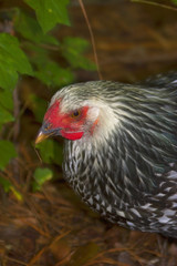 hen with a pine needle