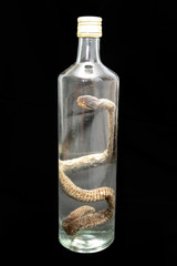brandy of snake (vipera berus) - obrazy, fototapety, plakaty