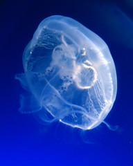jelly fish 01