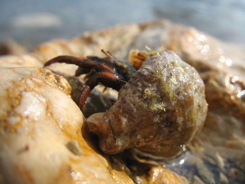 eremite crab