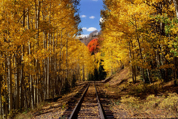 tracks through fall