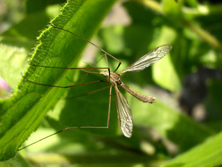 Fototapeta premium daddy long legs