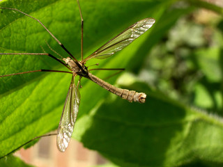 daddy long legs 2
