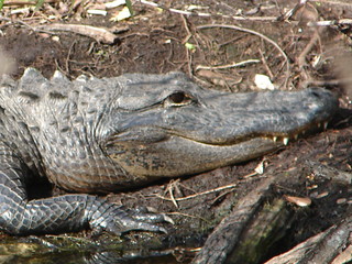 gator teeth