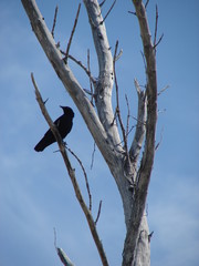 crow in branch