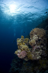 underwater landscape