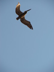 lone flight