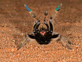 african baboon spider