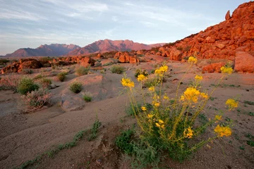 Zelfklevend Fotobehang desert landscape © EcoView