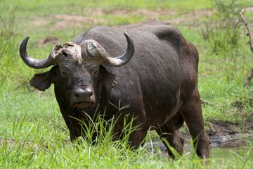 Naklejka na ściany i meble old buffalo bull