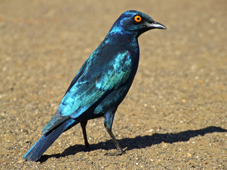 greater blue-eared starling
