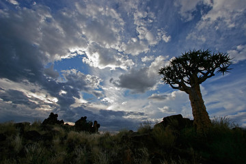 quiver tree silhouette